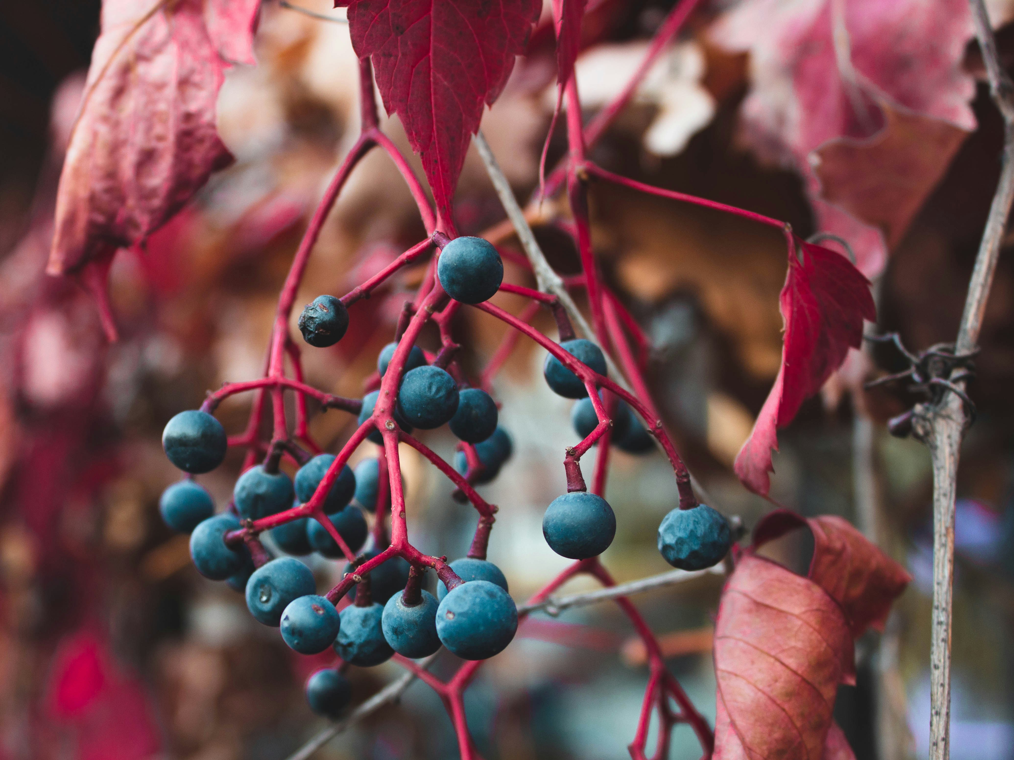 Photo by karinavitvitska