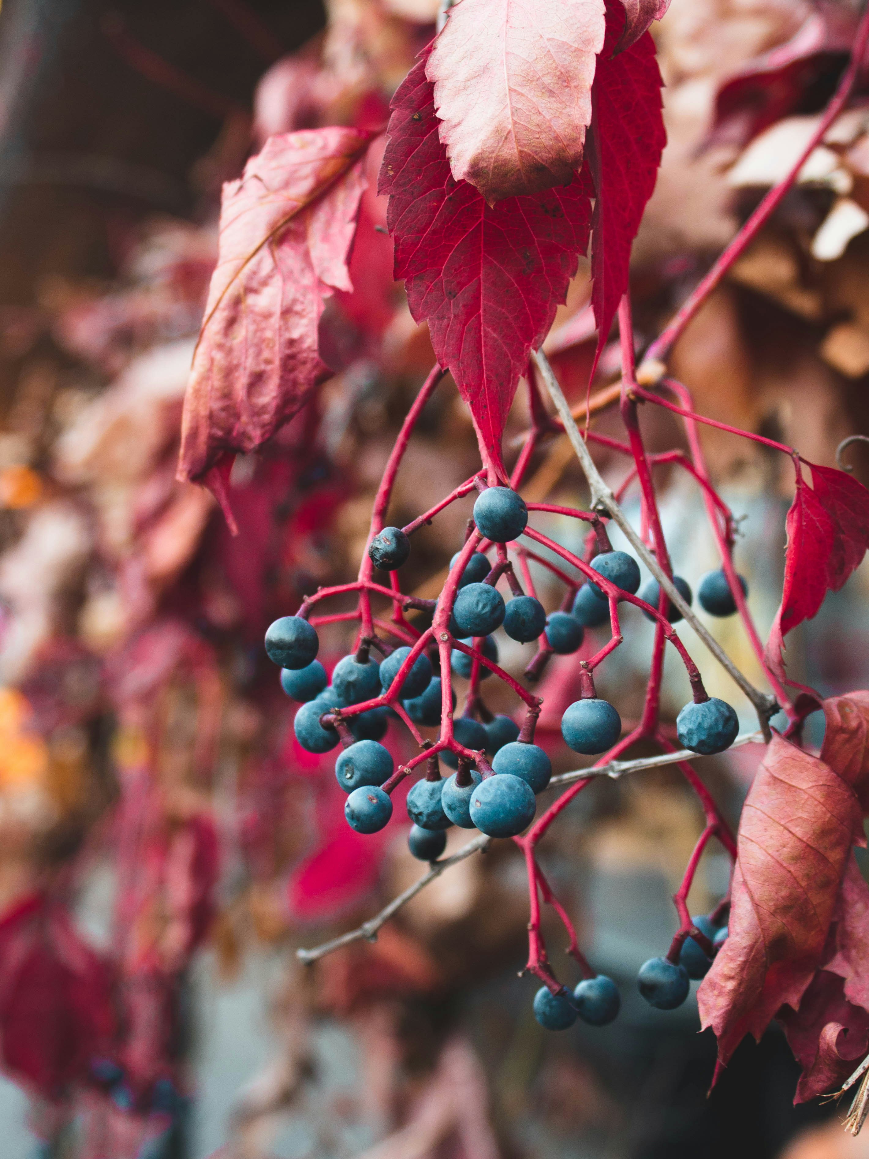 Photo by karinavitvitska