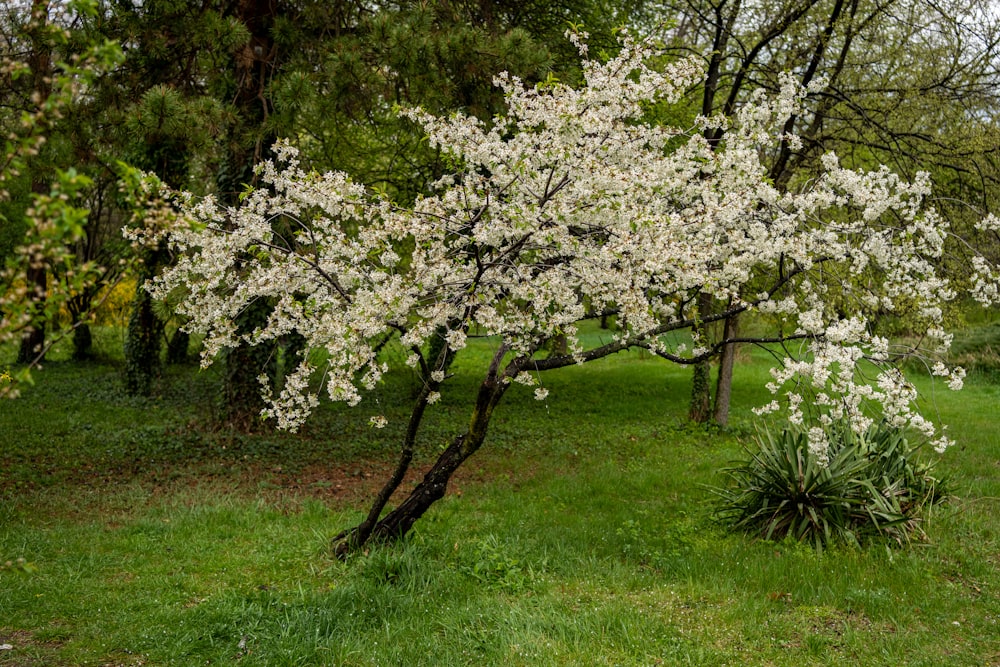 a tree with white flowers in a grassy area