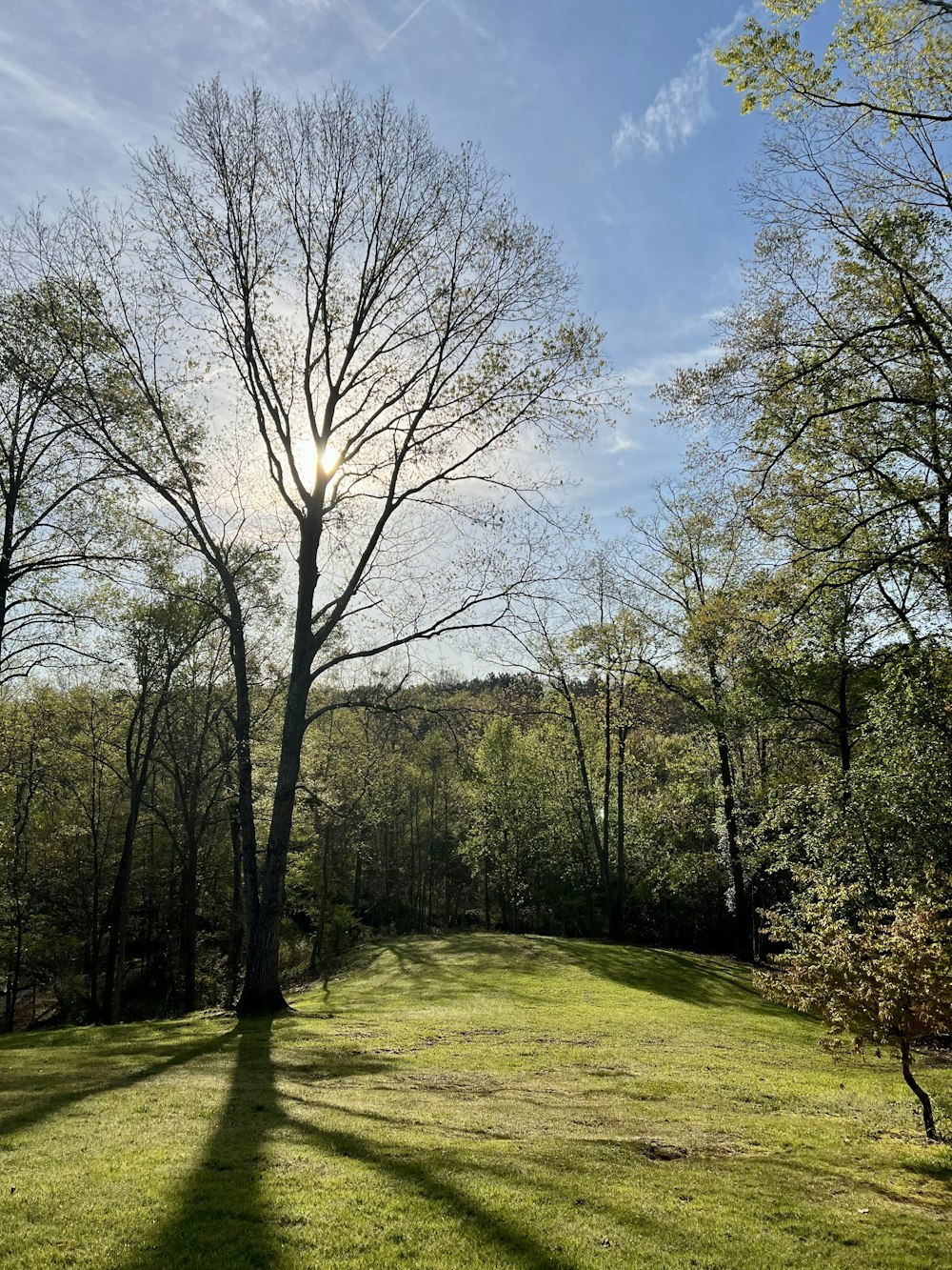 Die Sonne scheint an einem sonnigen Tag durch die Bäume