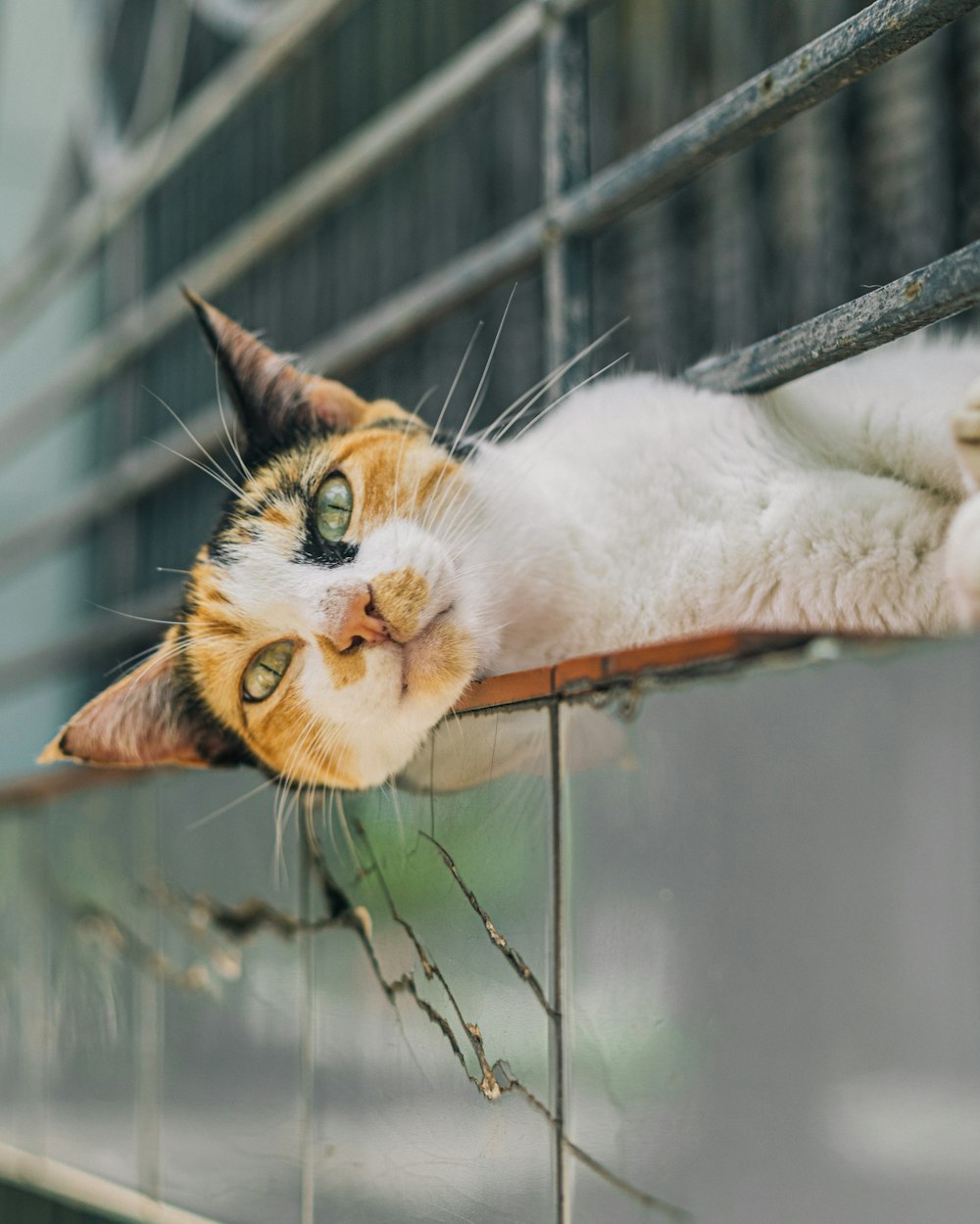 an orange and white cat laying on top of a window sill