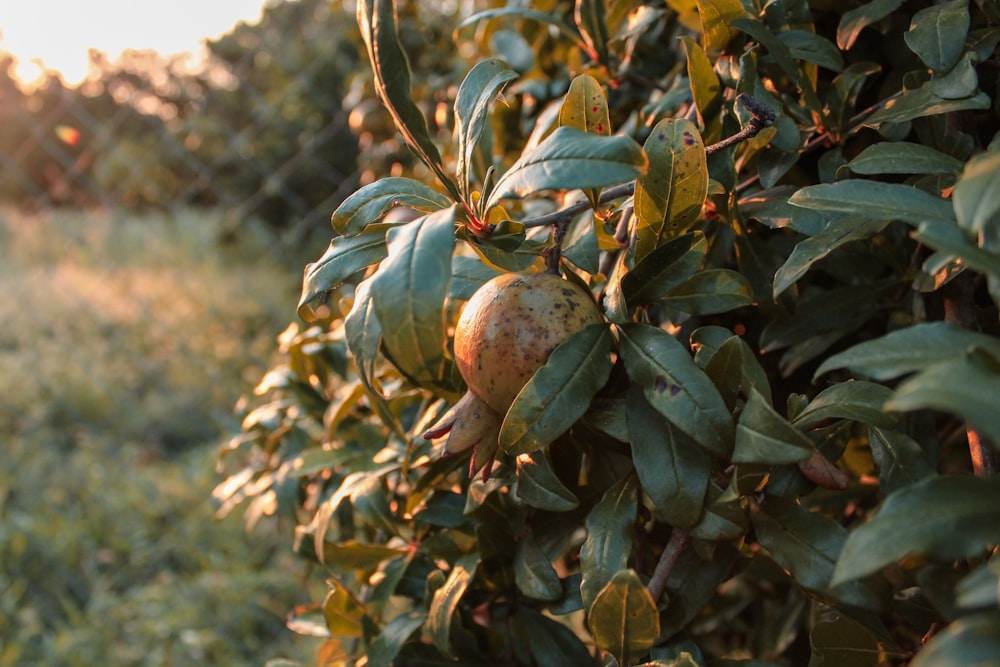 a bush with some fruit growing on it