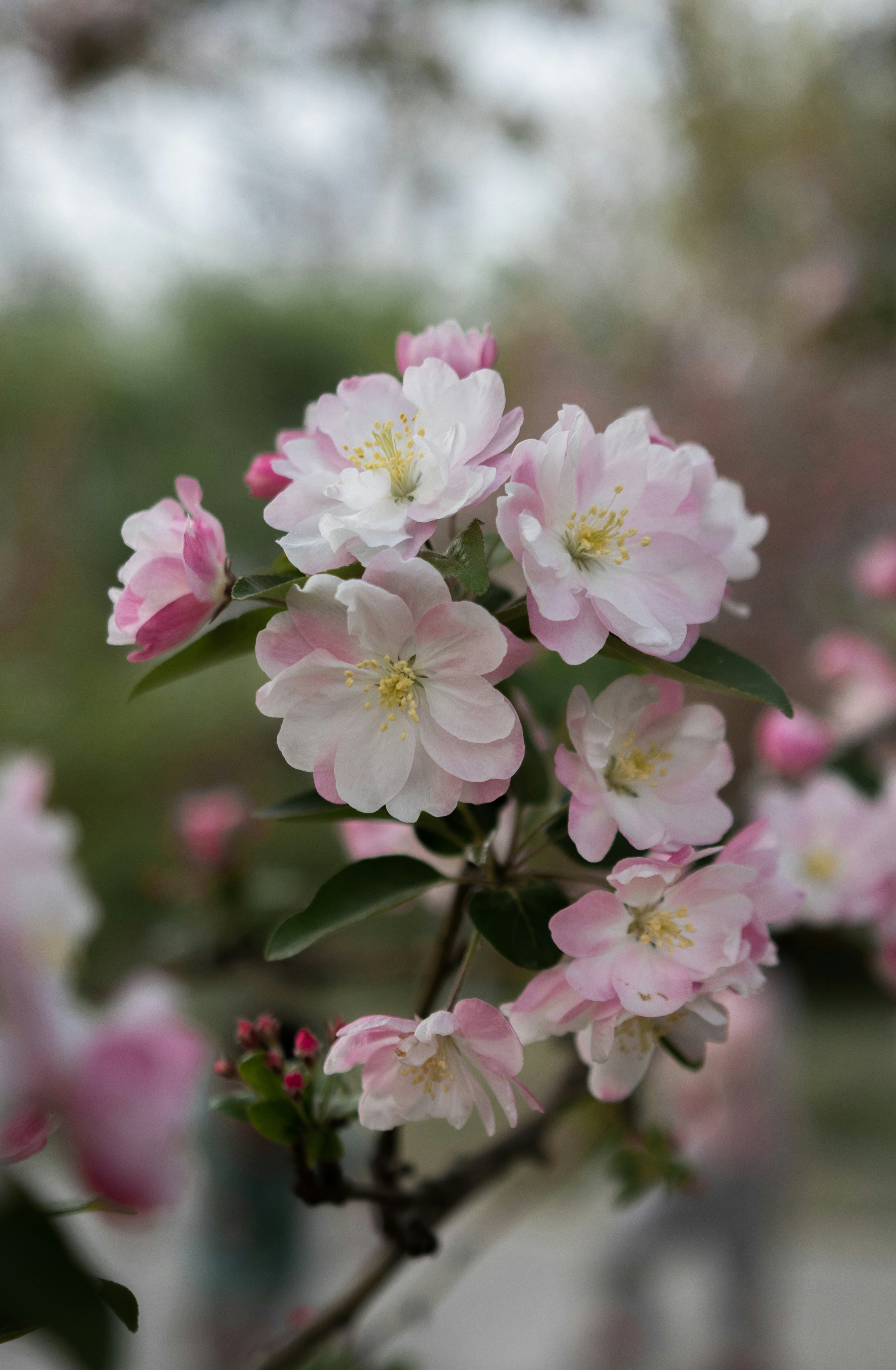 Photo by wudan3551