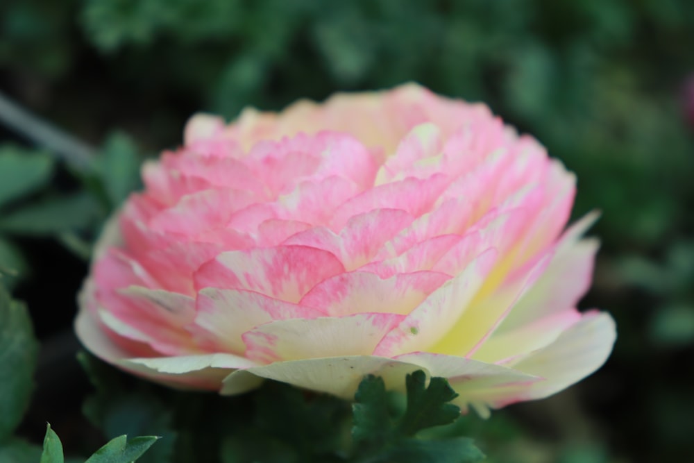 a pink and white flower with green leaves