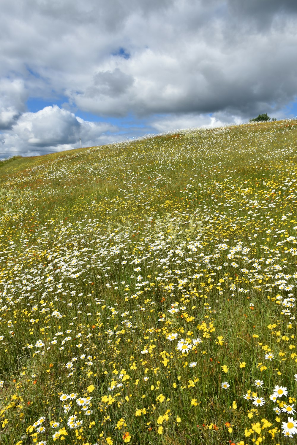 a field full of flowers under a cloudy sky