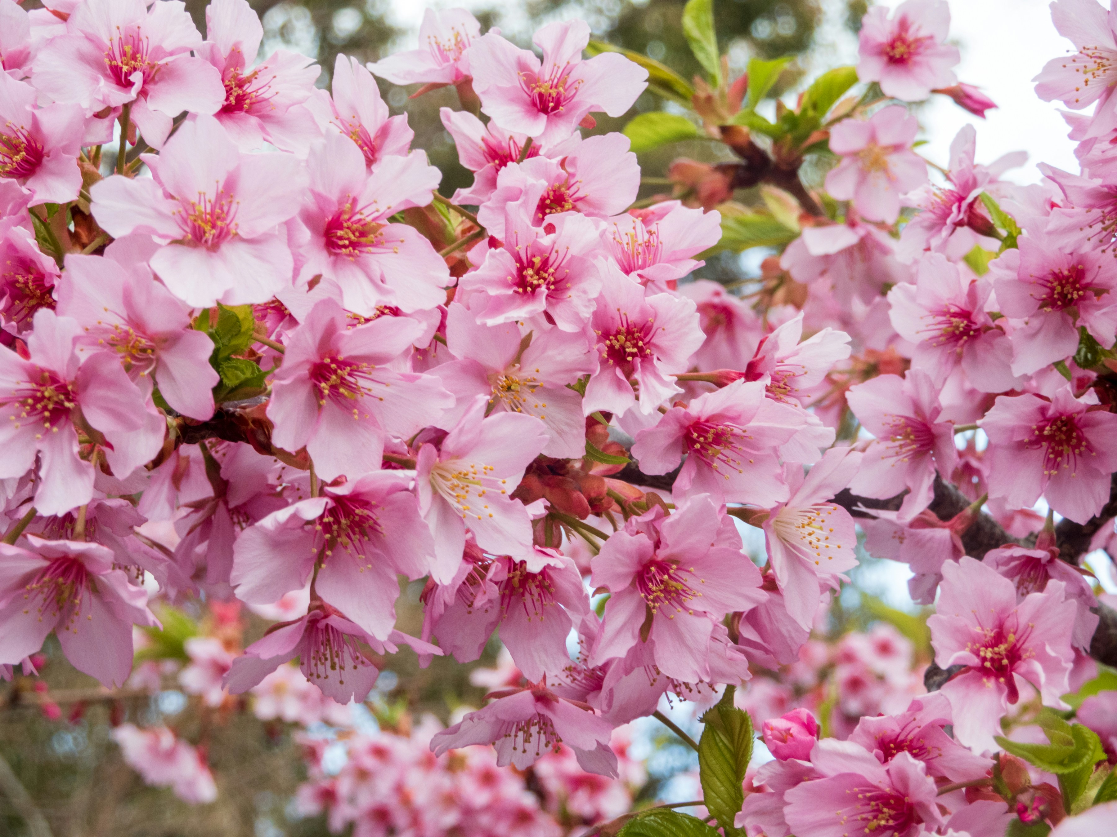 Photo by heppoko_yama