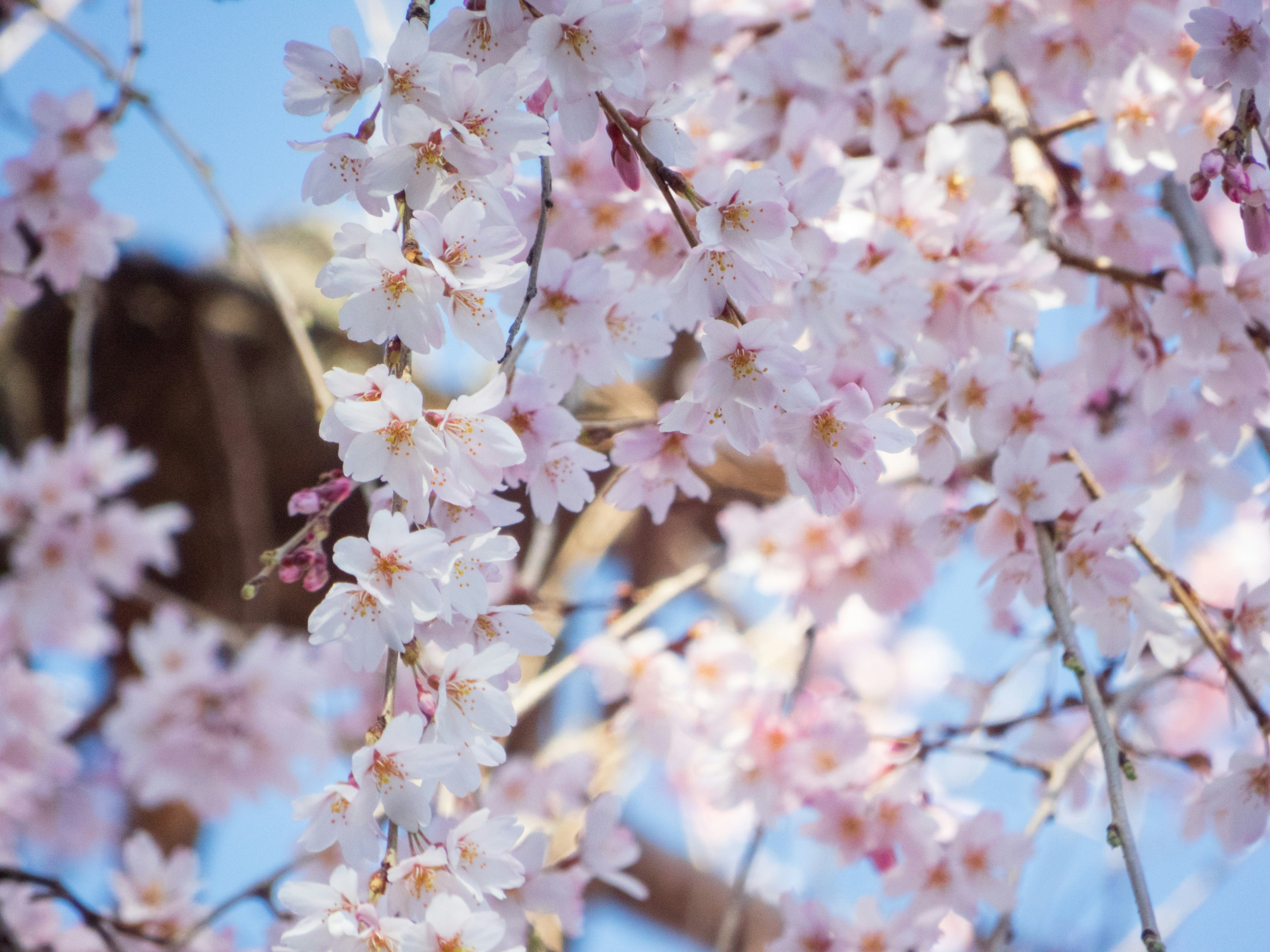 Photo by heppoko_yama