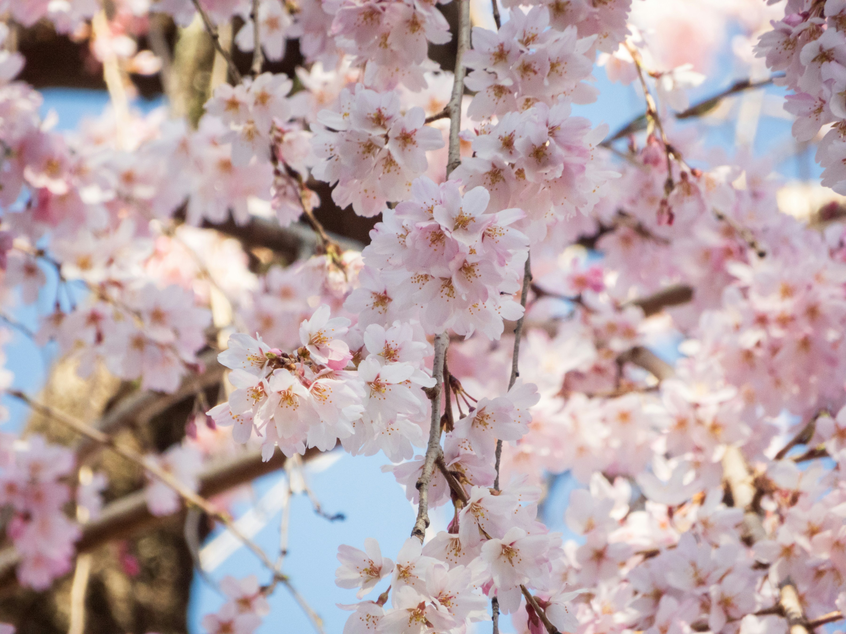 Photo by heppoko_yama