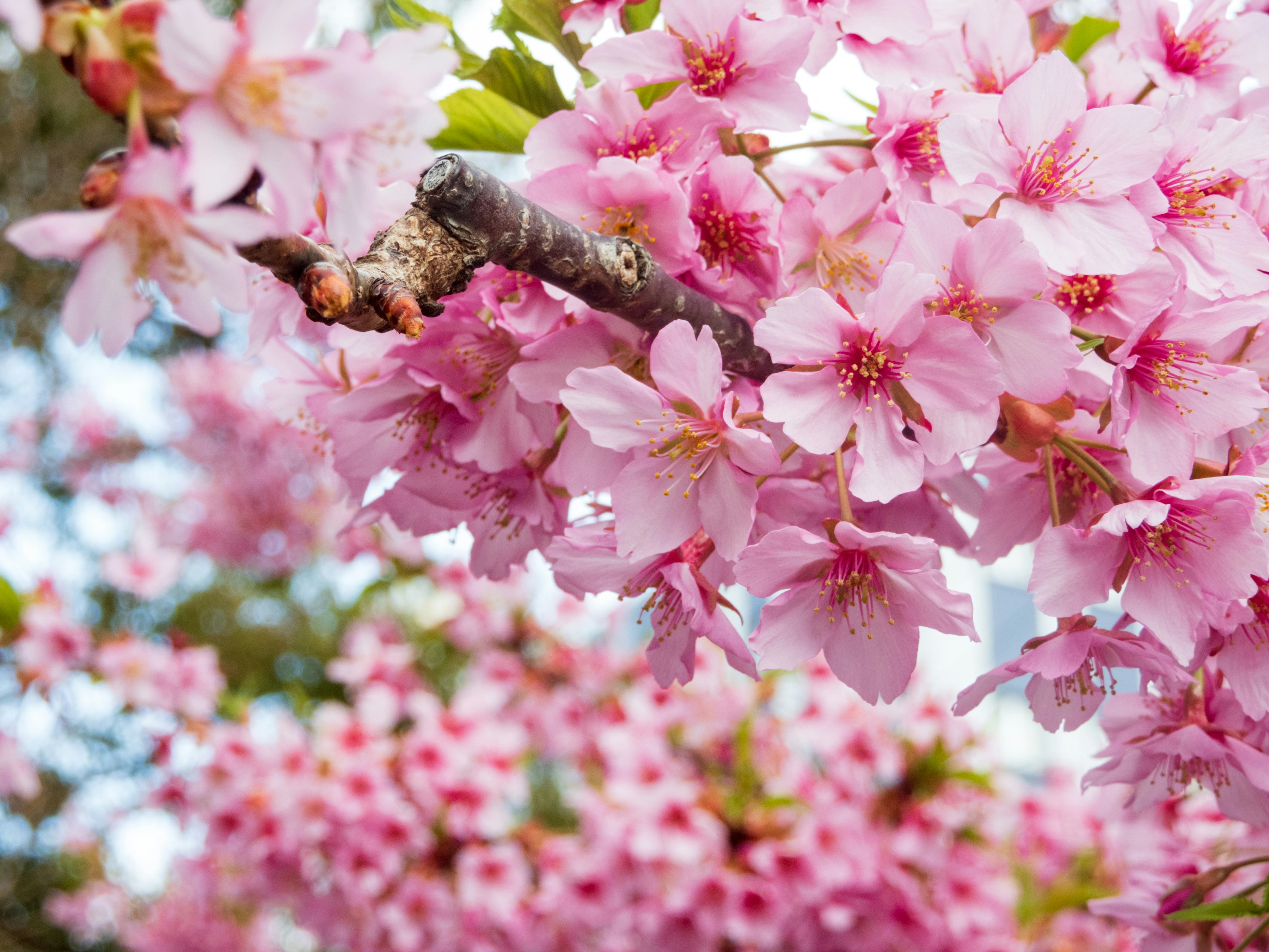 Photo by heppoko_yama