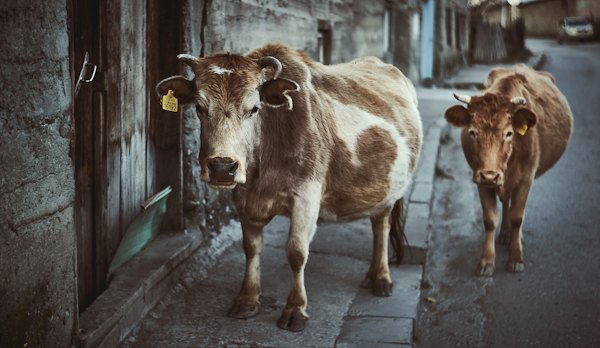 A couple of cows standing next to each other on a street — Mestia, Georgia