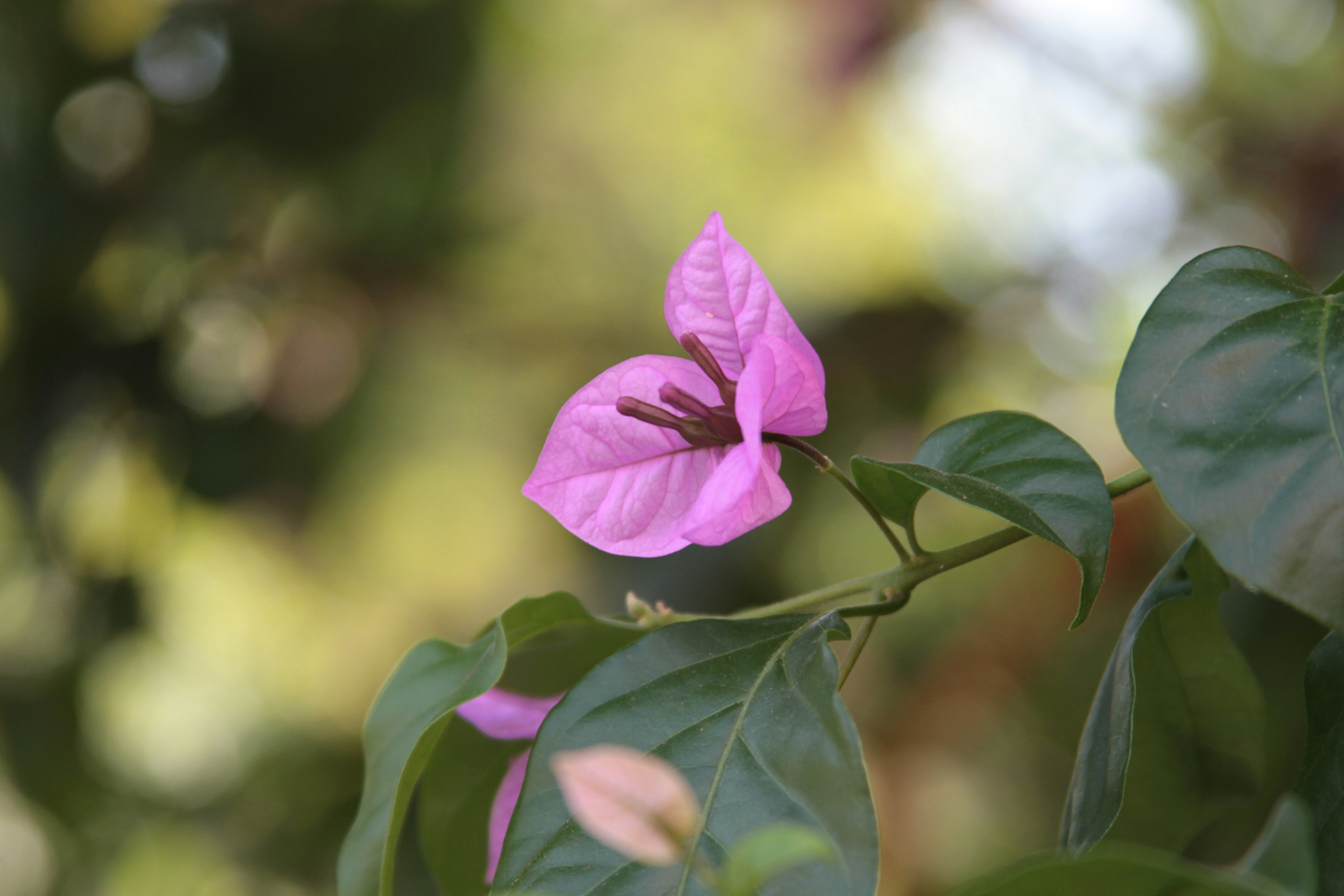 Photo by serhaterdogan