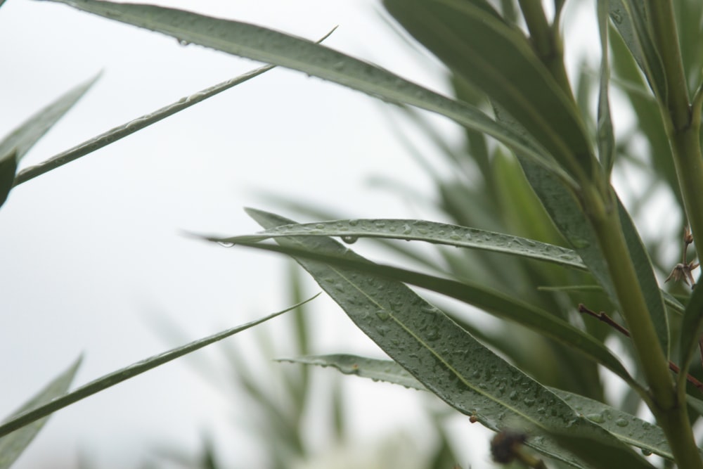 a close up of a plant with water droplets on it