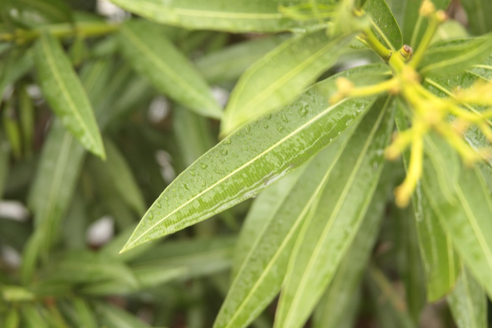 a close up of a green plant with yellow flowers