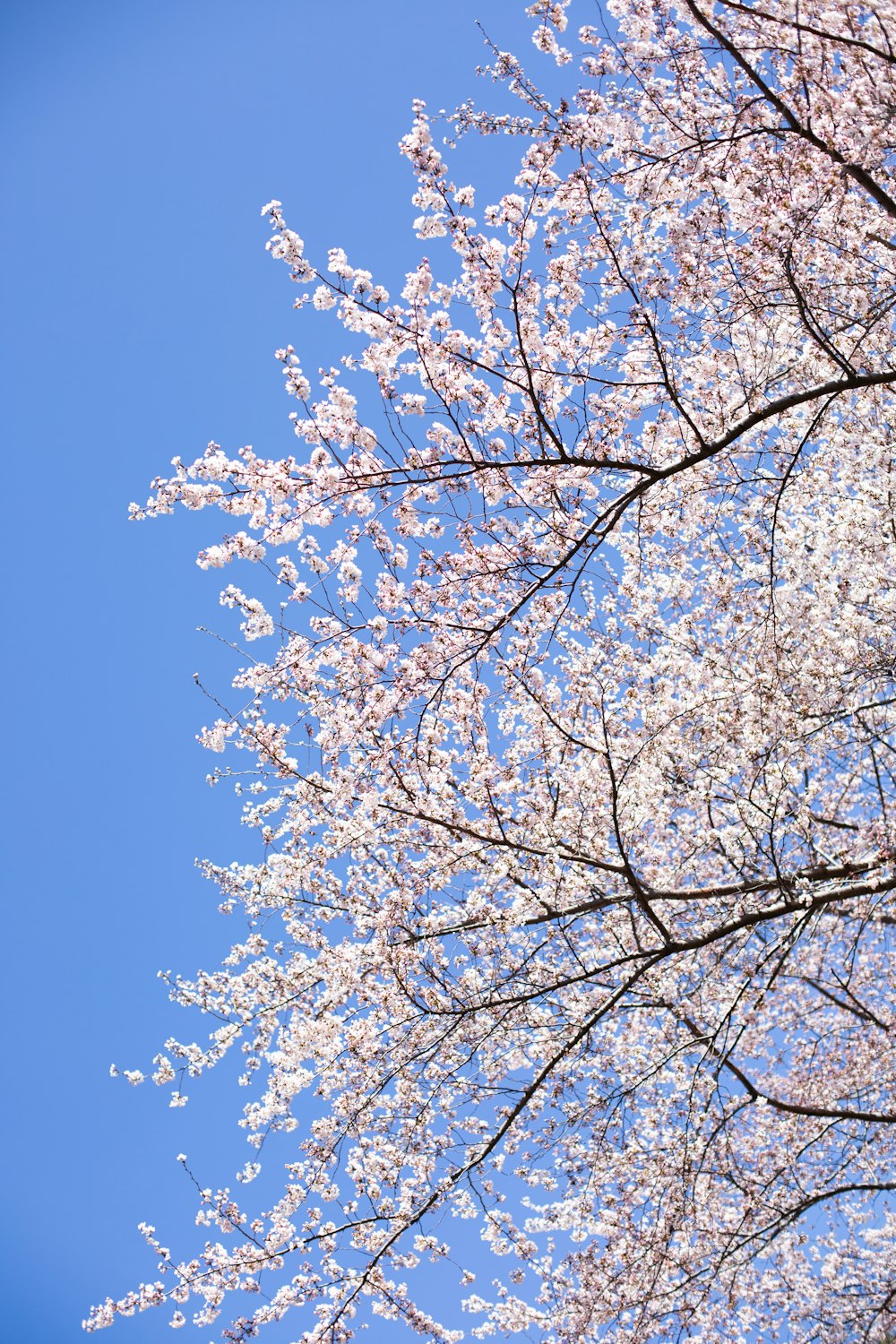 a tree with white flowers and a blue sky in the background