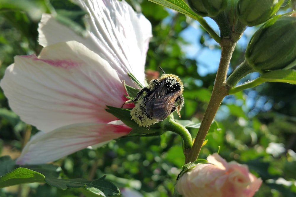 a bee sitting on a flower in a garden