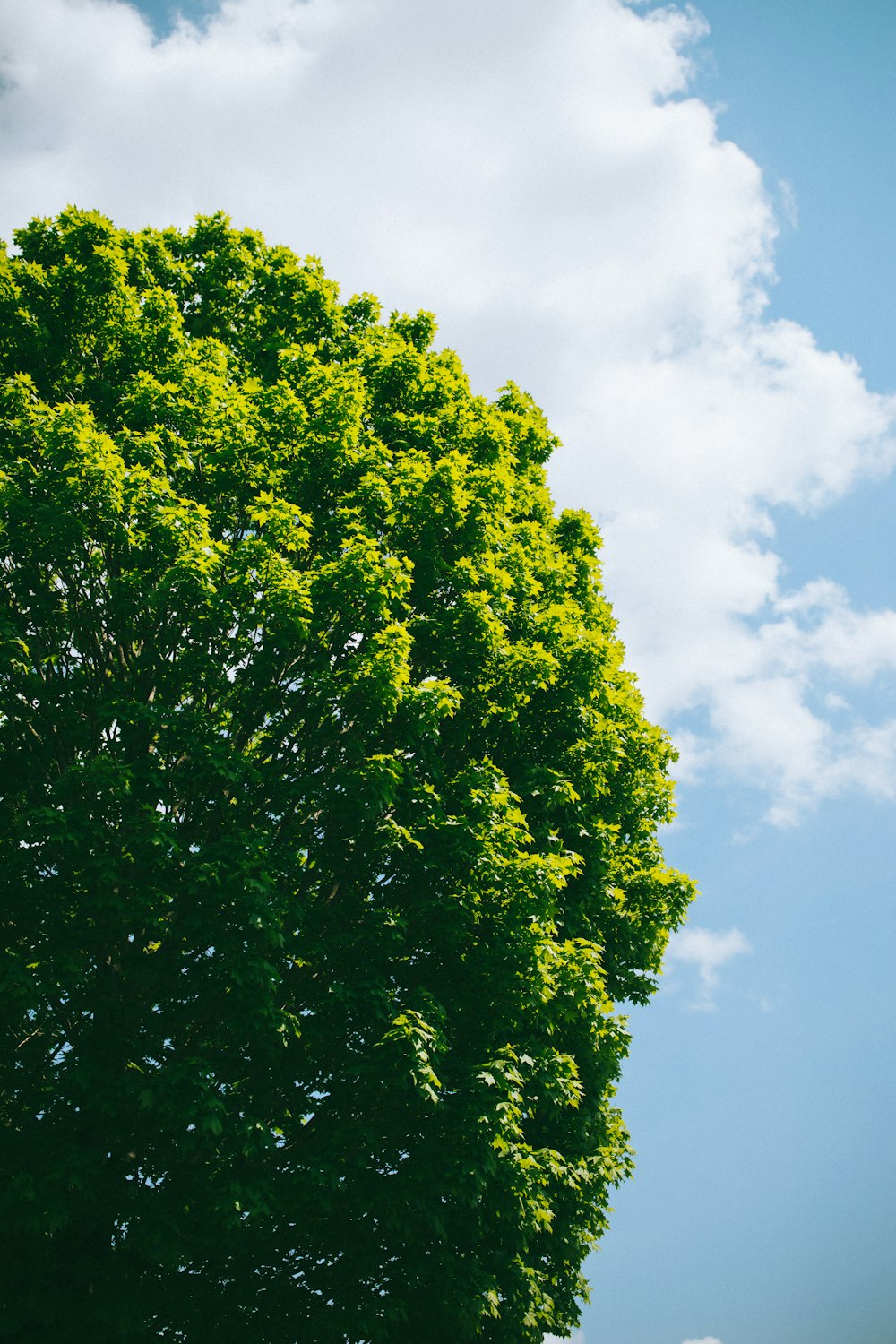 a large green tree with a blue sky in the background