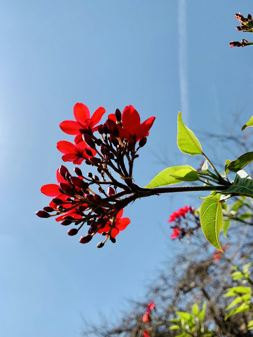 a branch with red flowers and leaves against a blue sky
