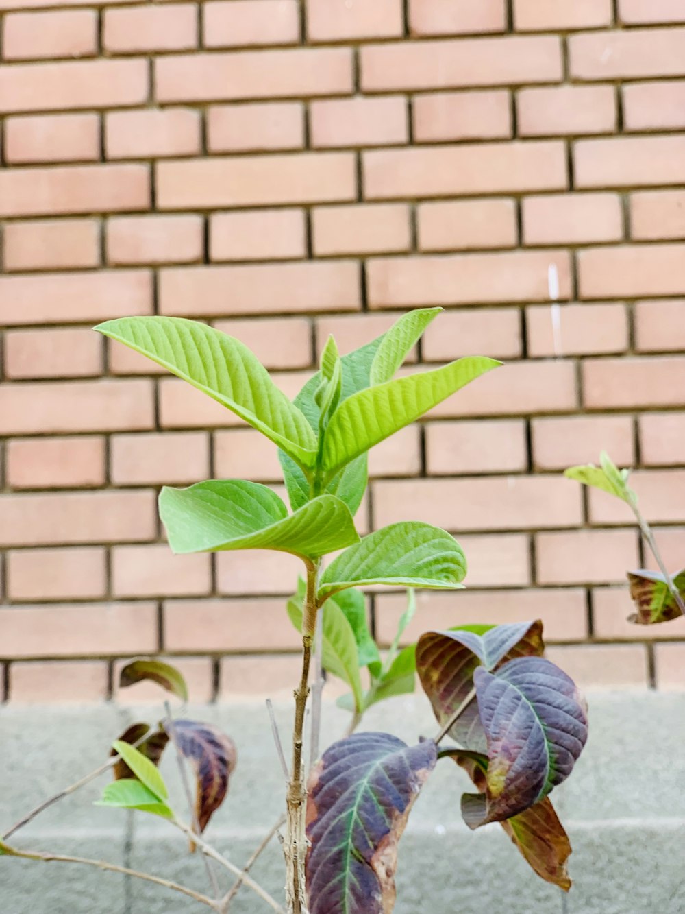 a plant with green leaves growing out of it