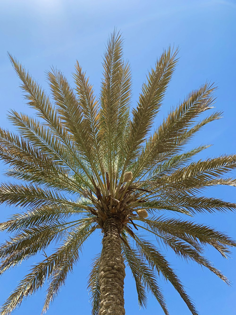 una palmera con un cielo azul en el fondo