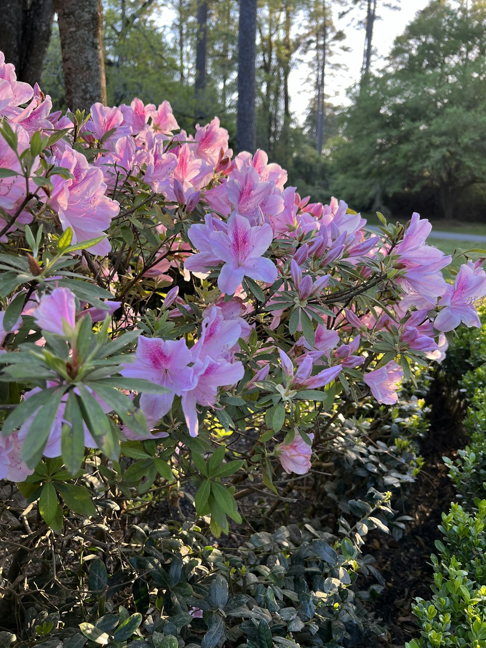 a bush of pink flowers next to a road