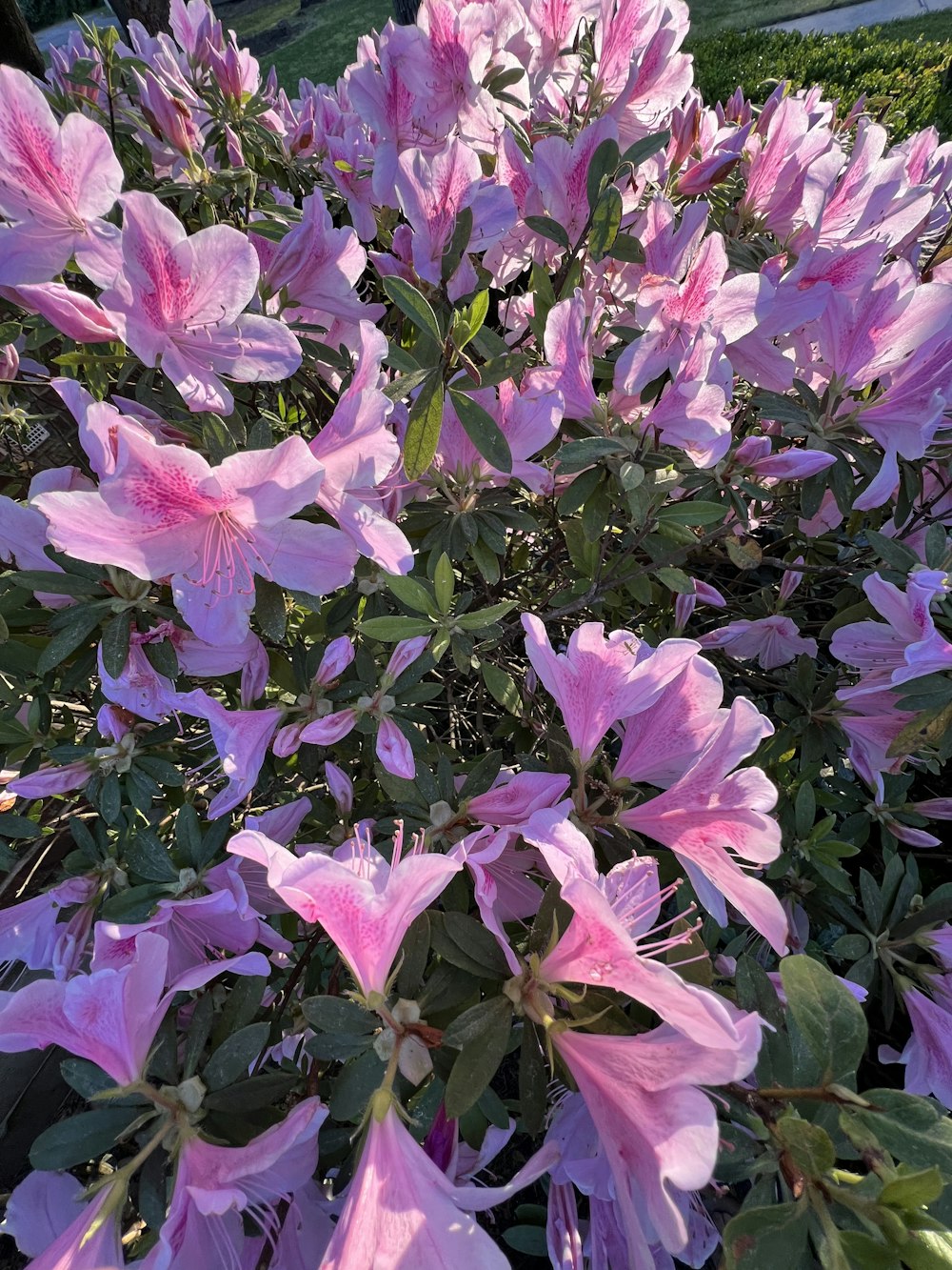 a bush of pink flowers with green leaves