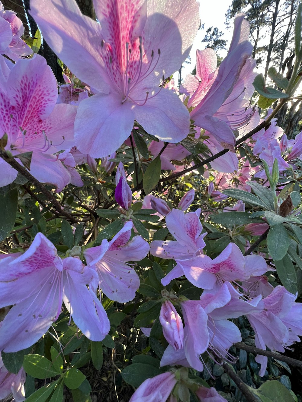 a bunch of flowers that are in the grass