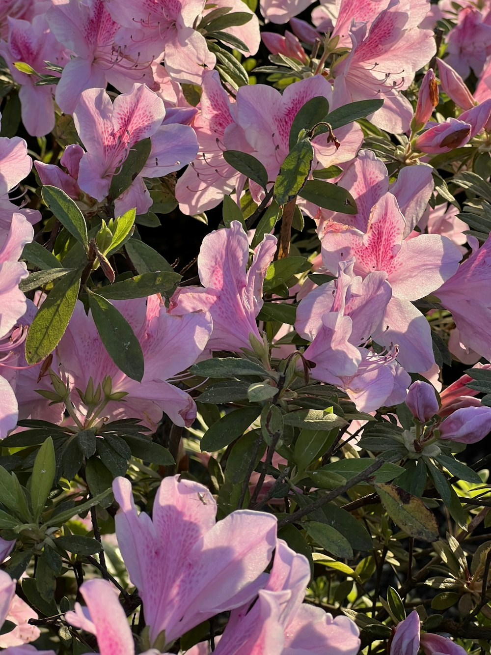 a bush of pink flowers with green leaves