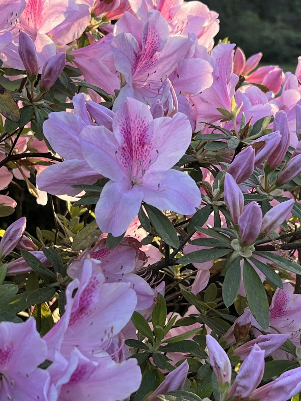 a bush of pink flowers with green leaves