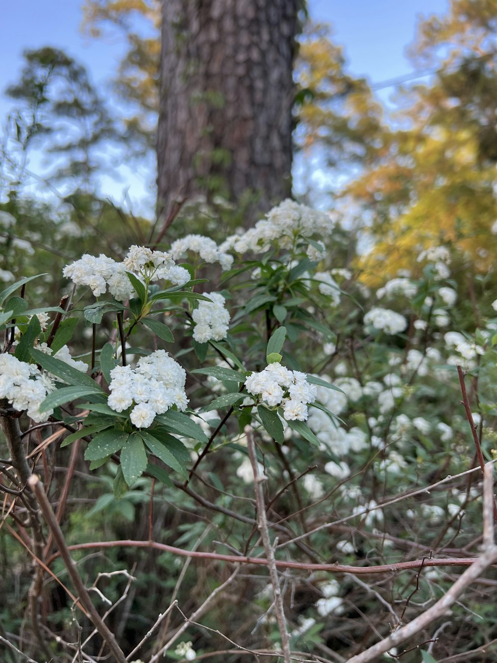 a bush with white flowers near a tree