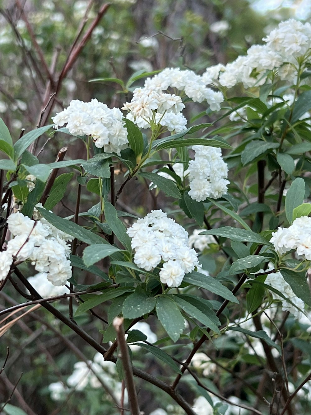 a bush with white flowers and green leaves