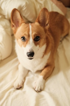 A small, alert dog with brown and white fur is lying on a soft, light-colored surface. The dog has large, upright ears and is looking directly at the camera with its clear, expressive eyes.