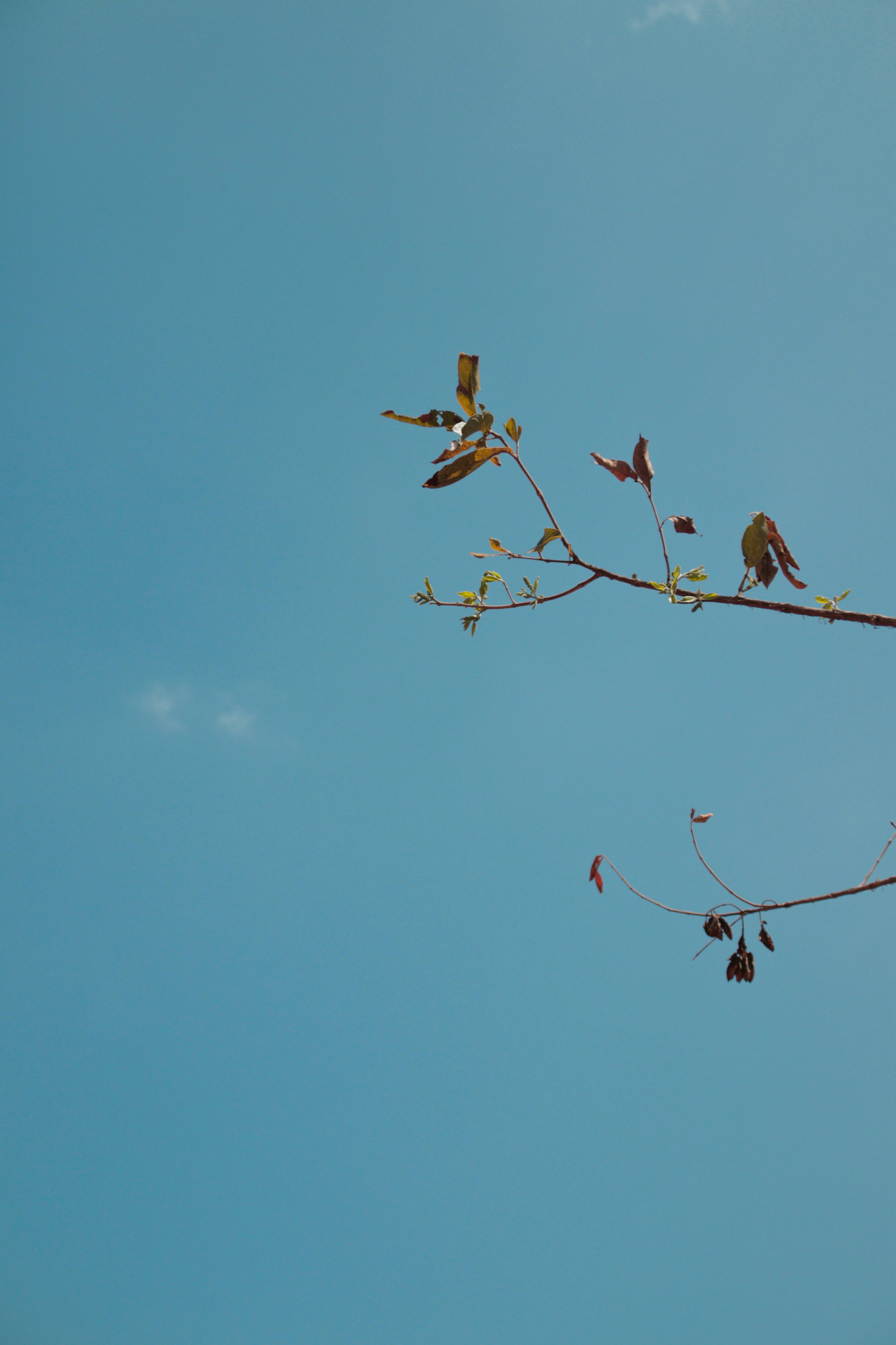 a group of birds sitting on top of a tree branch