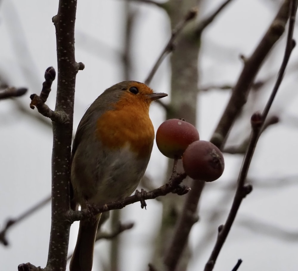 a bird sitting on a tree branch with fruit