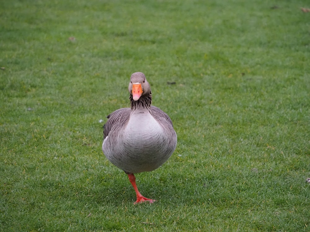 a gray and orange duck standing on a lush green field