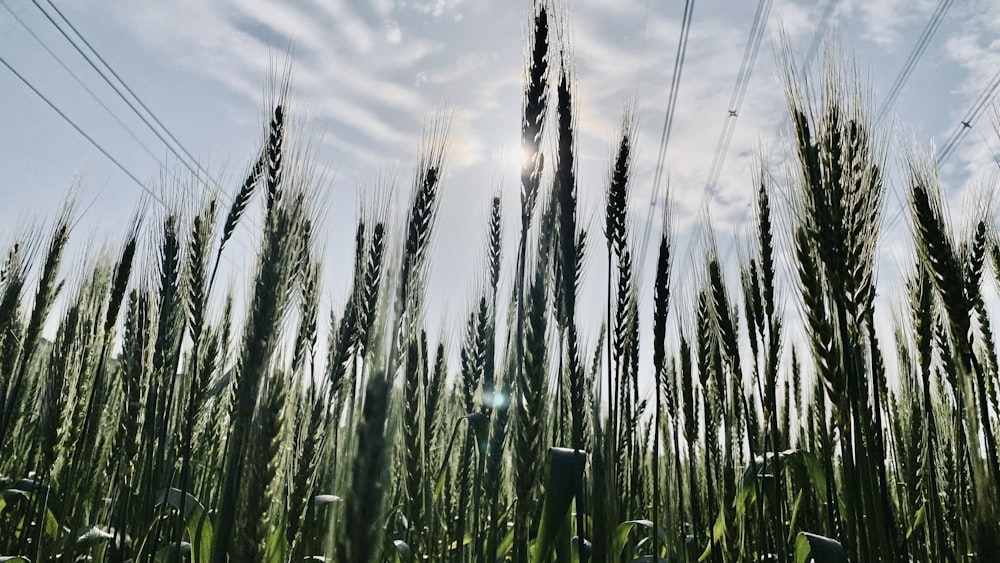 a field of tall grass under a cloudy blue sky