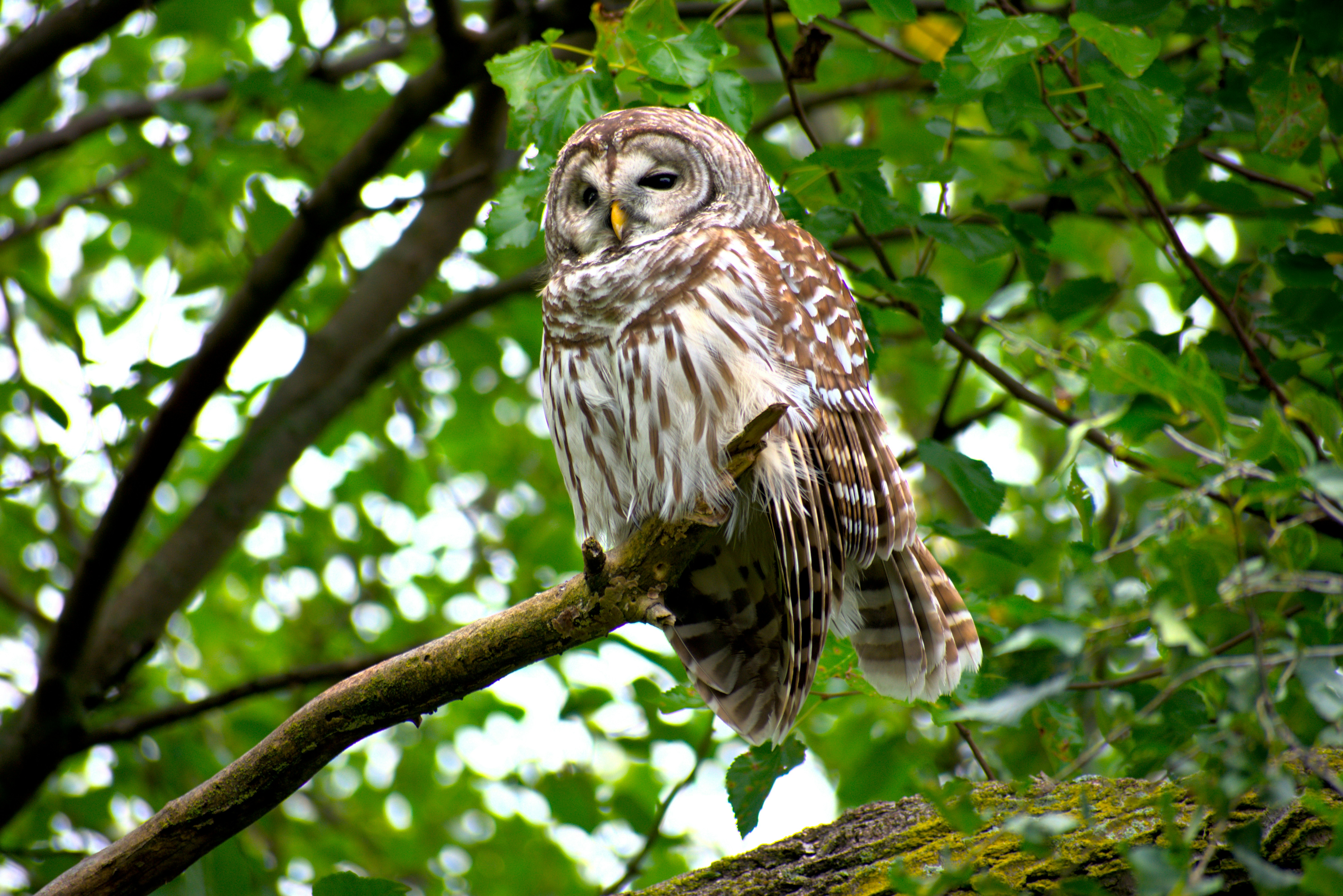 an owl perched on a branch in a tree