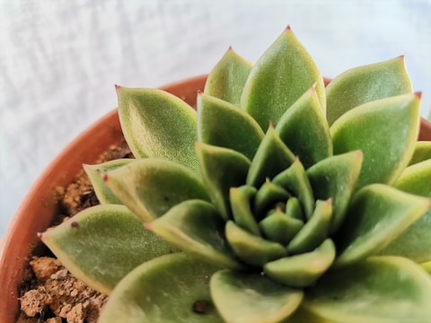 A close-up of a succulent arrangement in a terrarium.