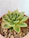 Close-up of a small succulent sprouting from soil in a bright pot
