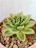 Close-up of a small succulent sprouting from soil in a bright pot