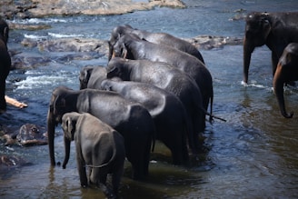 a herd of elephants walking across a river