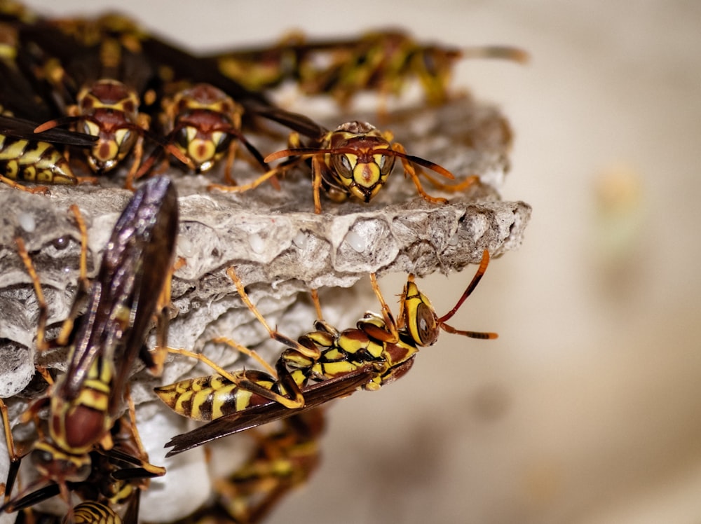 a group of yellow and black bugs sitting on top of a rock