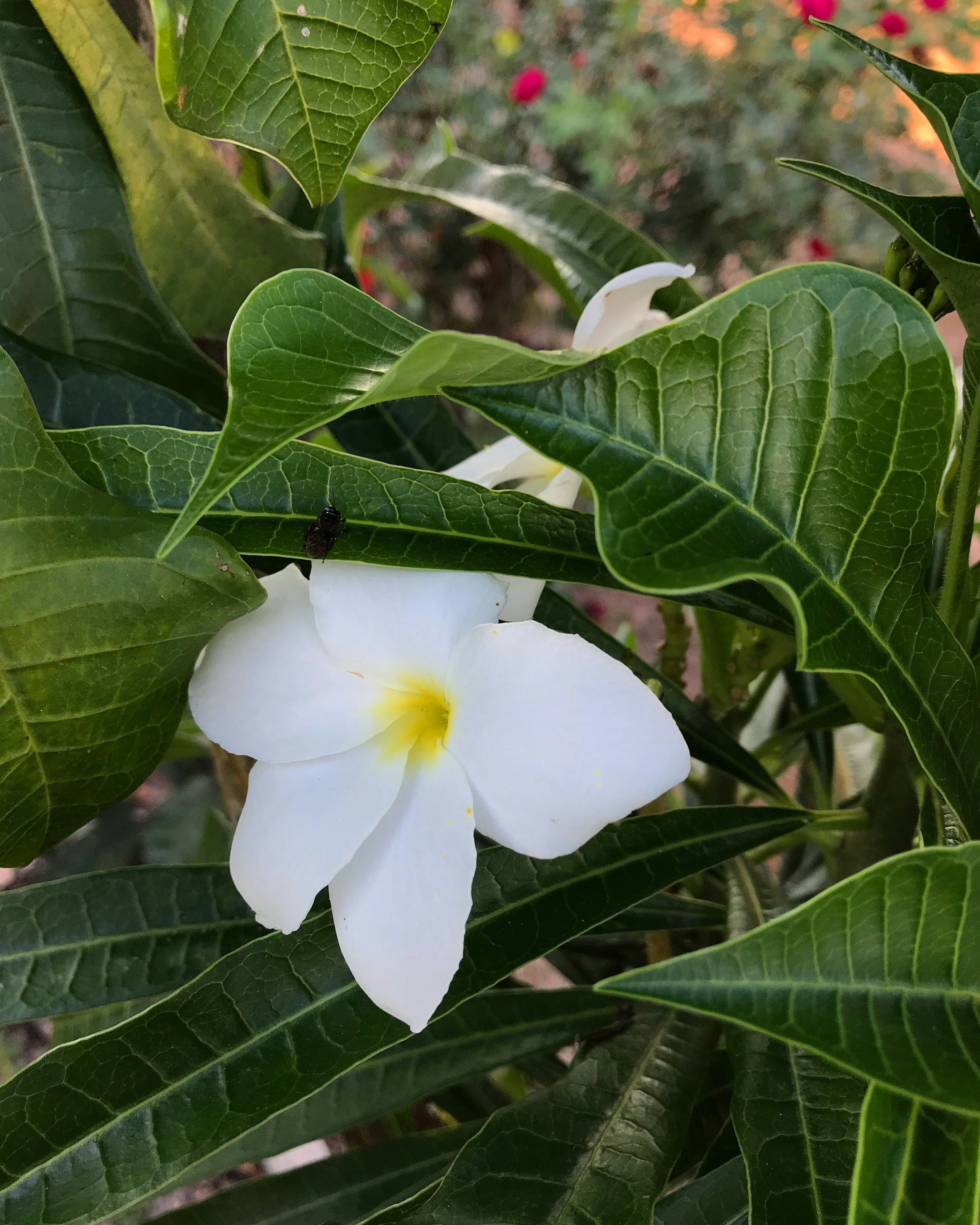 Photo by isabeladarocha