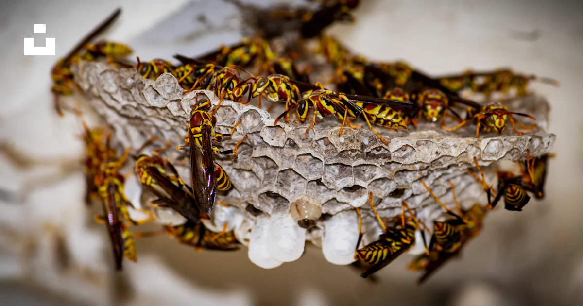 Insects Inside Rocks A group of insects sitting on top of a rock photo β Free Wasp Image on ...