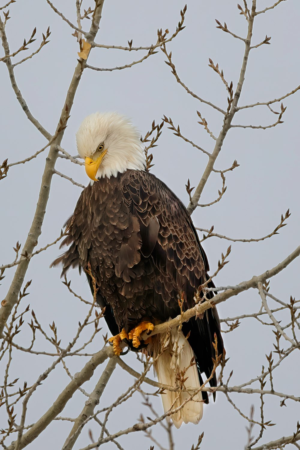 a bald eagle perched on a tree branch