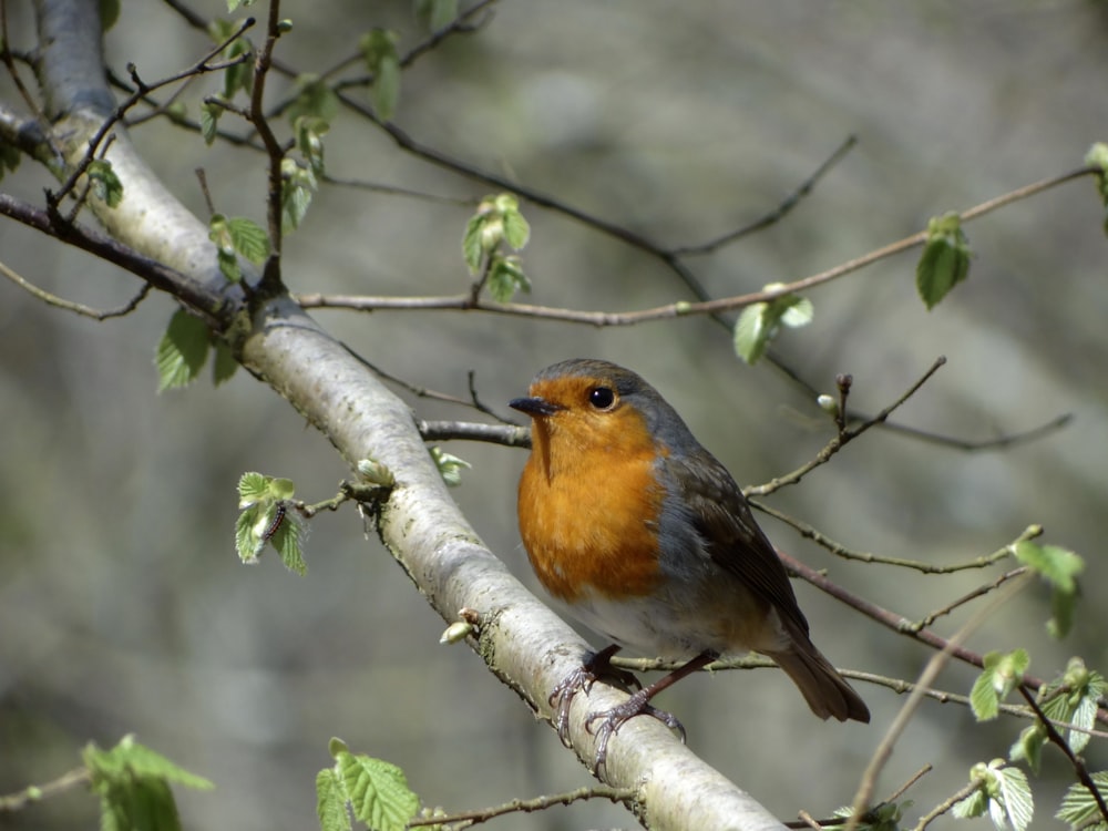 a small bird perched on a tree branch