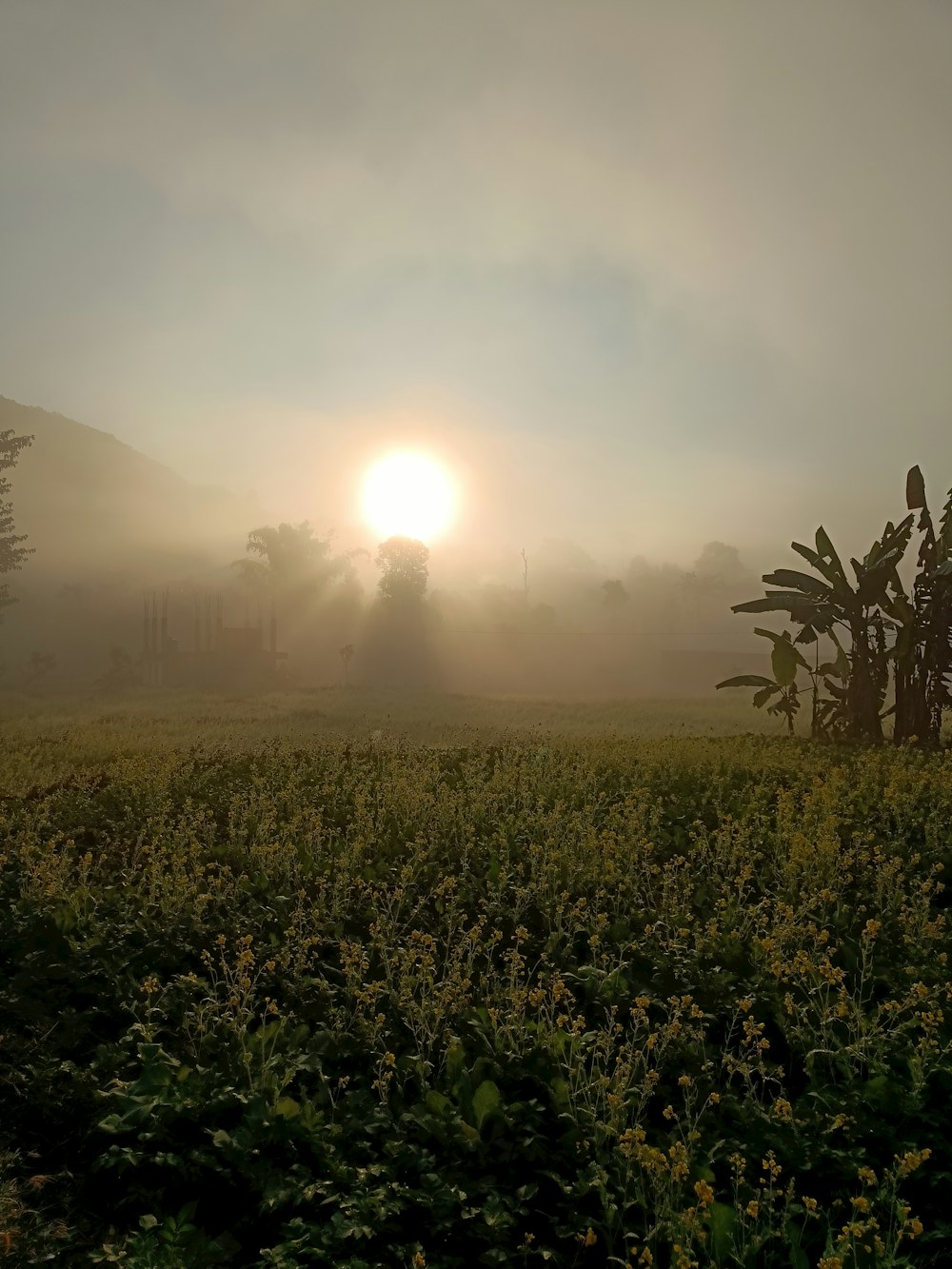 the sun is setting over a foggy field