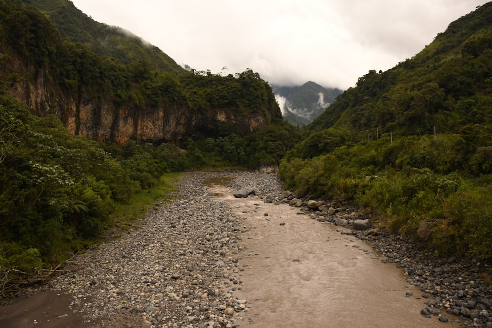 a river running through a lush green forest