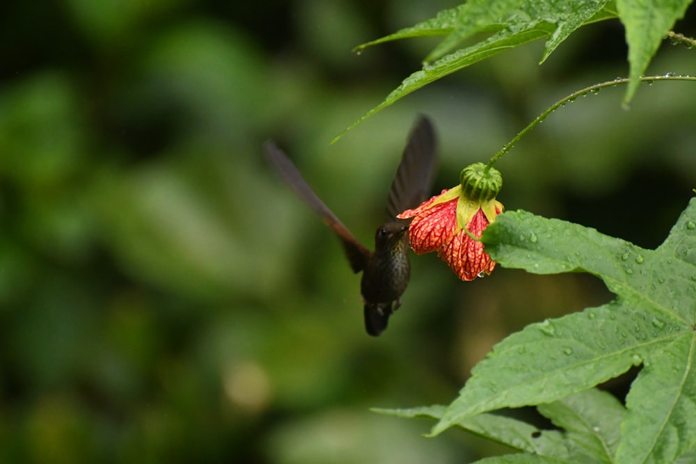 a hummingbird flying away from a red flower