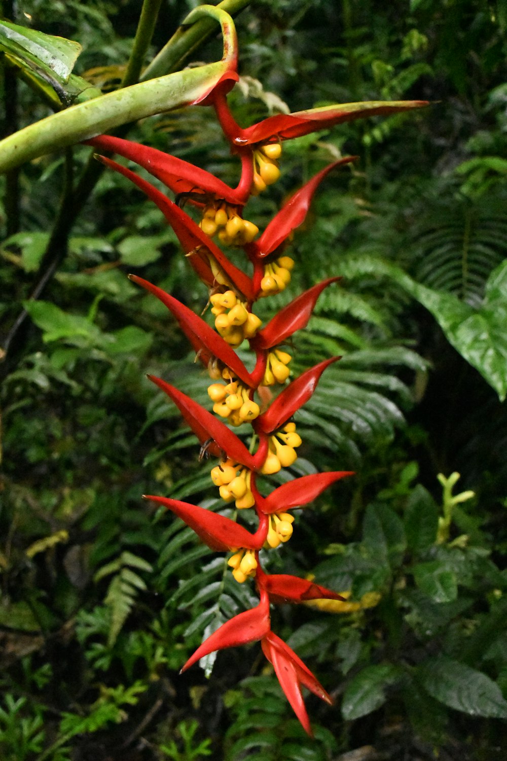 a red and yellow flower with green leaves in the background