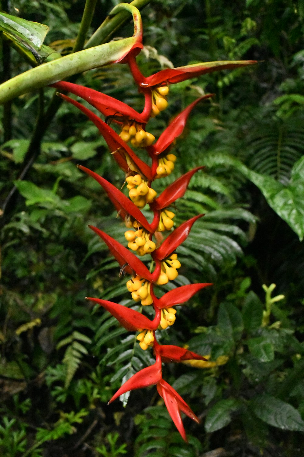 uma flor vermelha e amarela com folhas verdes no fundo